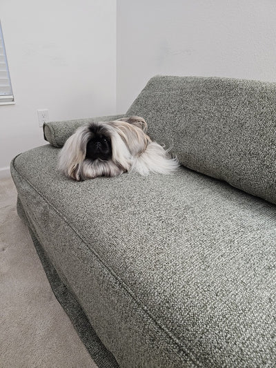 Cushie  Sleeper Sofa